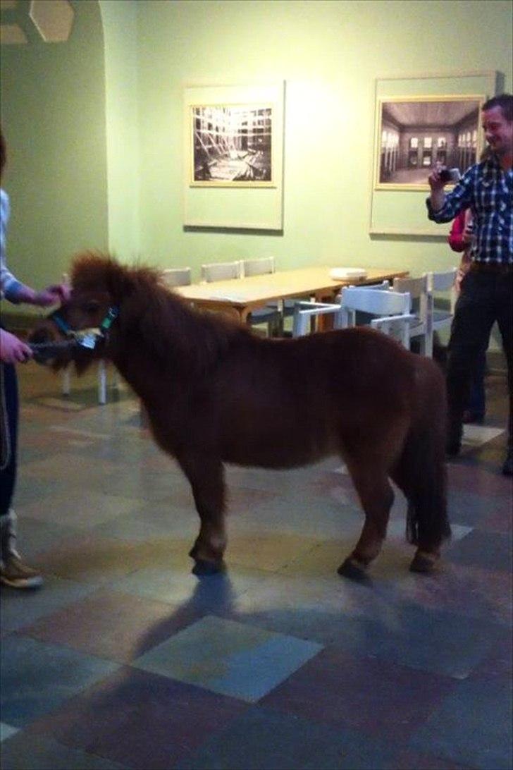 Shetlænder Klaus - Klaus på min skole til min OSO fremlæggelse :-) 

Billedet er taget af en fra min klasse -  Marie :-) billede 11