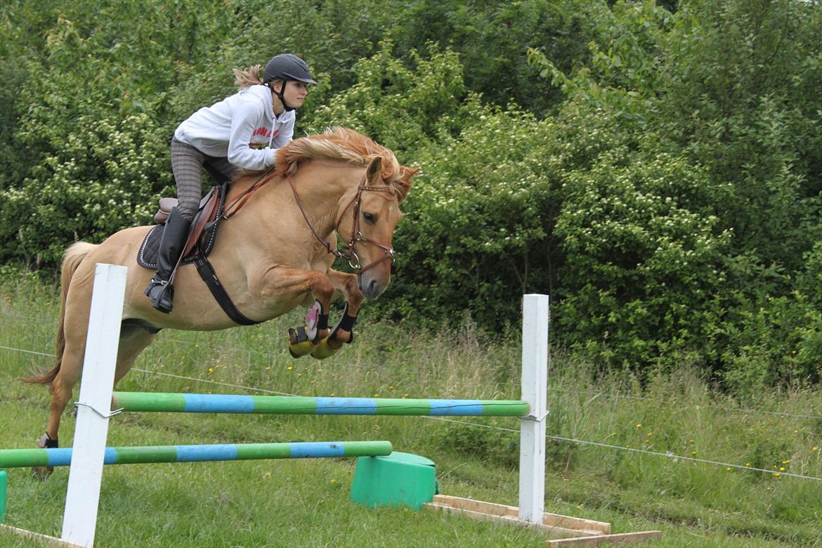 Anden særlig race Golden Dane (Bailey) billede 6