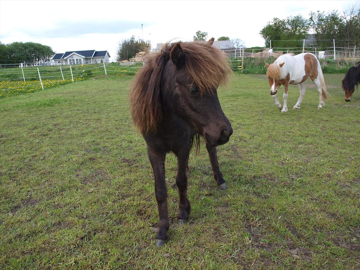 Amerikansk Miniature JL Starlights Shadow of Hope - Shadow som 1 års billede 3