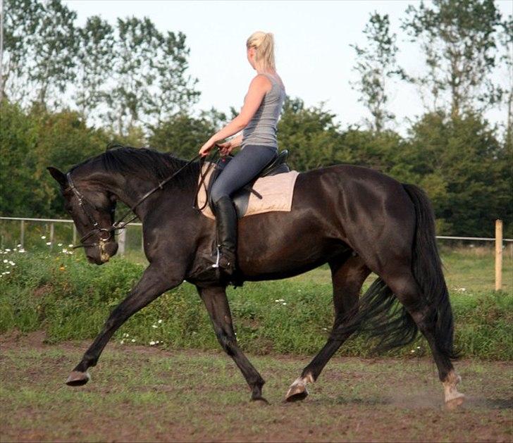 Oldenborg Savannah - Sommer 2011 billede 3