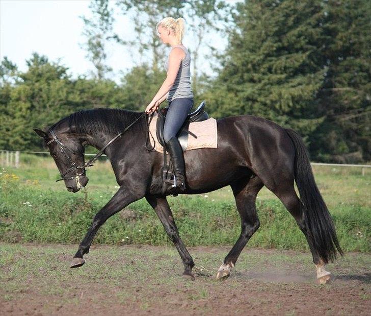 Oldenborg Savannah - Sommer 2011 billede 7