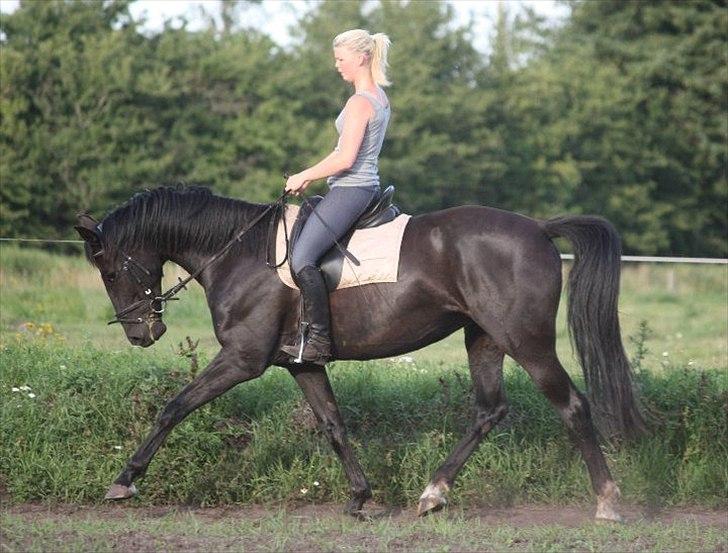 Oldenborg Savannah - Sommer 2011 billede 9