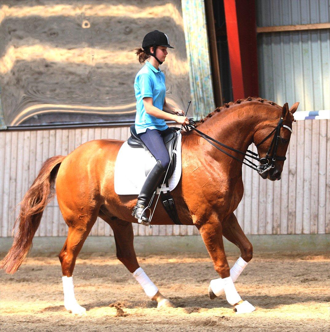 Dansk Varmblod Schnell's Day Dream - SOLGT! - Juni 2011:
Billede taget da Ridehesten.com var for at tage billeder til vores avlerportræt i August nummeret 2011. billede 5