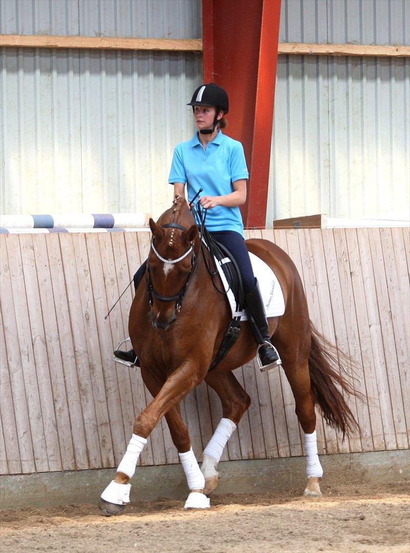 Dansk Varmblod Schnell's Day Dream - SOLGT! - Juni 2011:
Billede taget da Ridehesten.com var for at tage billeder til vores avlerportræt i August nummeret 2011. billede 4