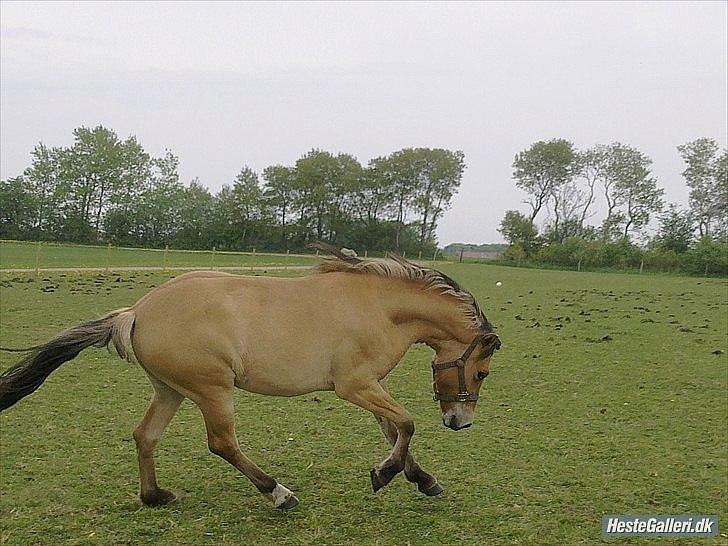 Anden særlig race Mandy - Hendes lidt forkuldret galop. billede 12