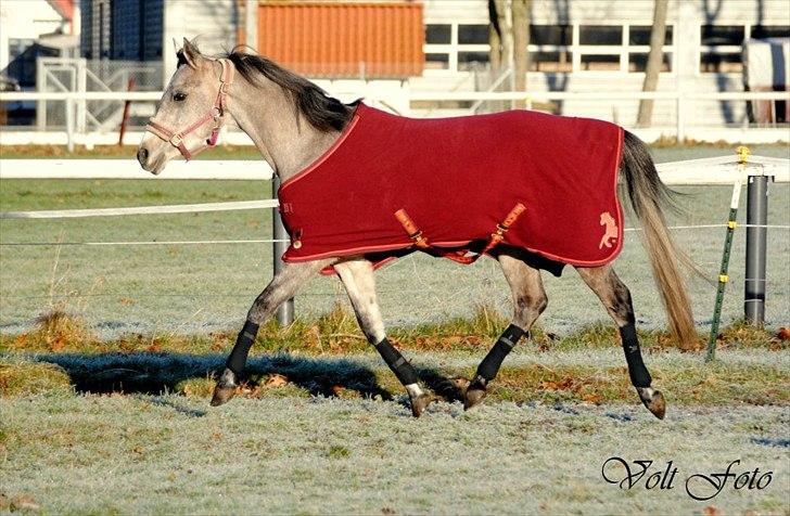 Arabisk fuldblod (OX) Cadar Kamil Mi Corazon billede 2