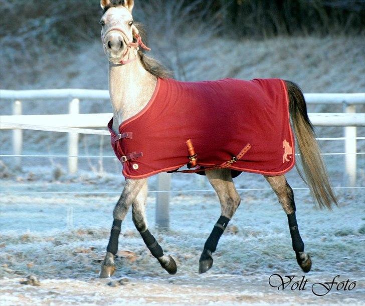 Arabisk fuldblod (OX) Cadar Kamil Mi Corazon billede 1