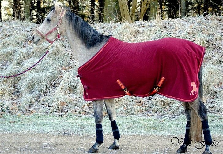 Arabisk fuldblod (OX) Cadar Kamil Mi Corazon billede 3