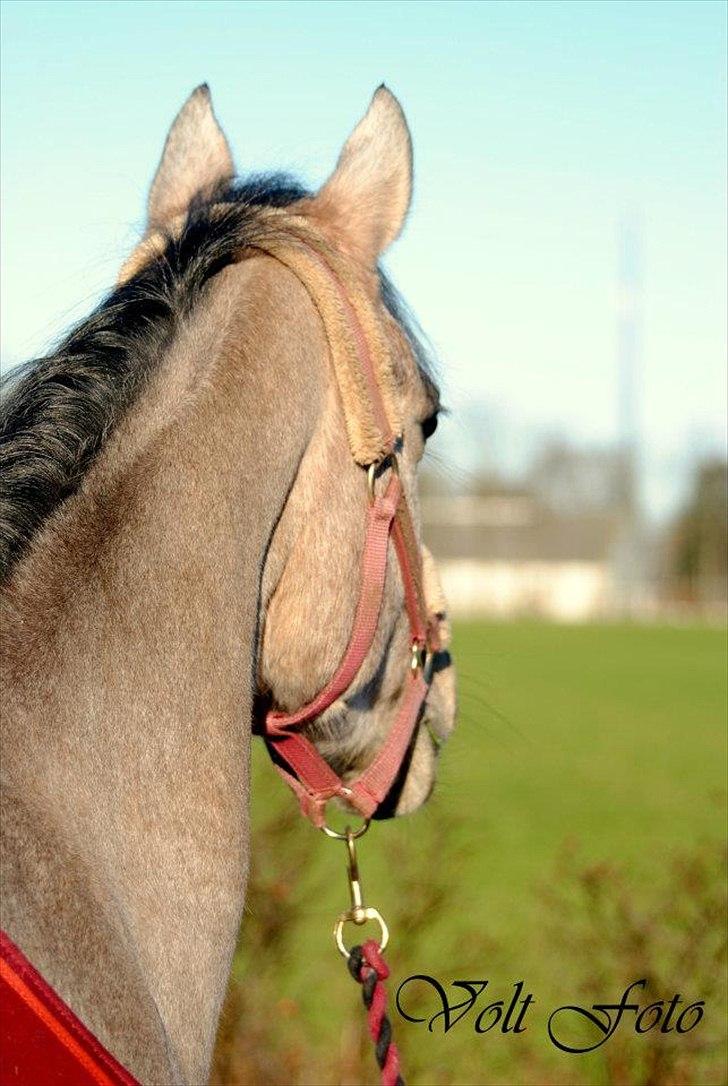 Arabisk fuldblod (OX) Cadar Kamil Mi Corazon billede 5