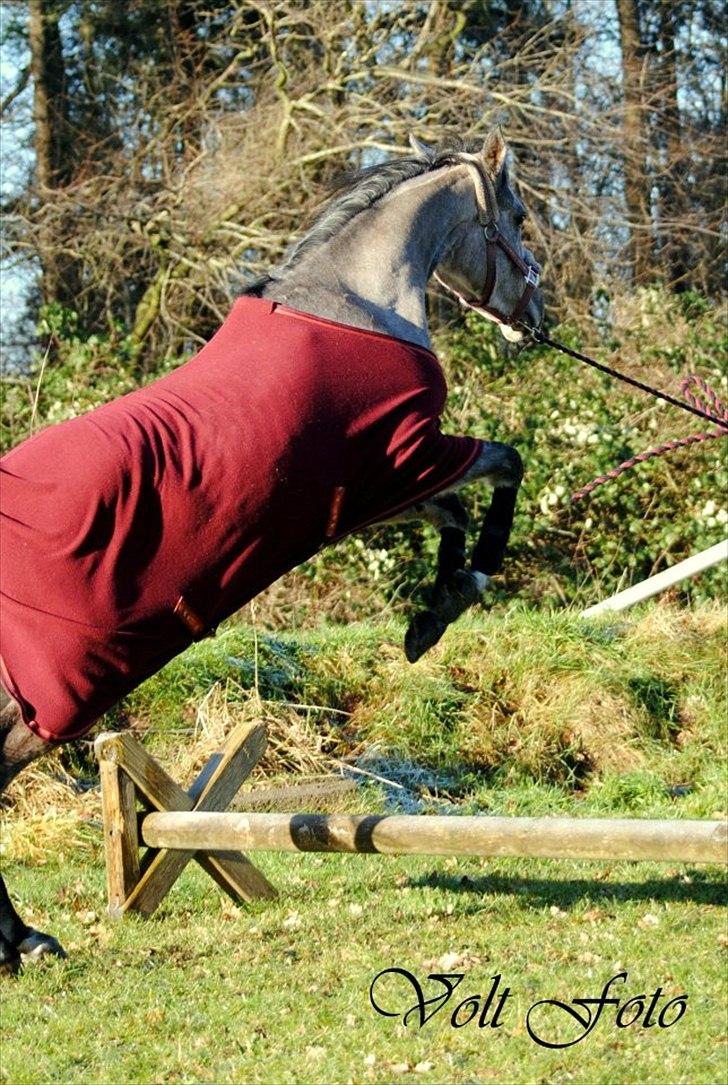 Arabisk fuldblod (OX) Cadar Kamil Mi Corazon billede 4