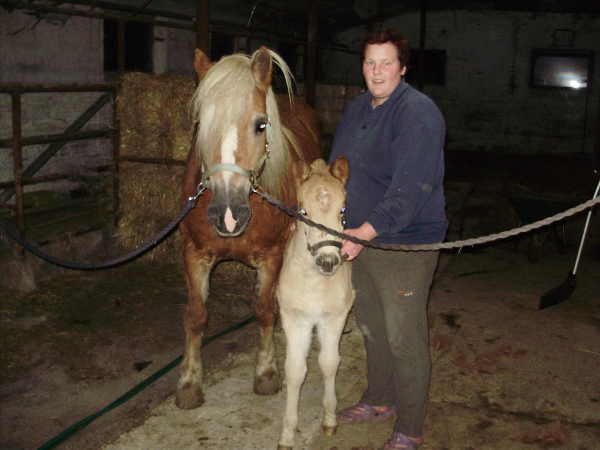 Haflinger Alf Lindegaard solgt billede 7