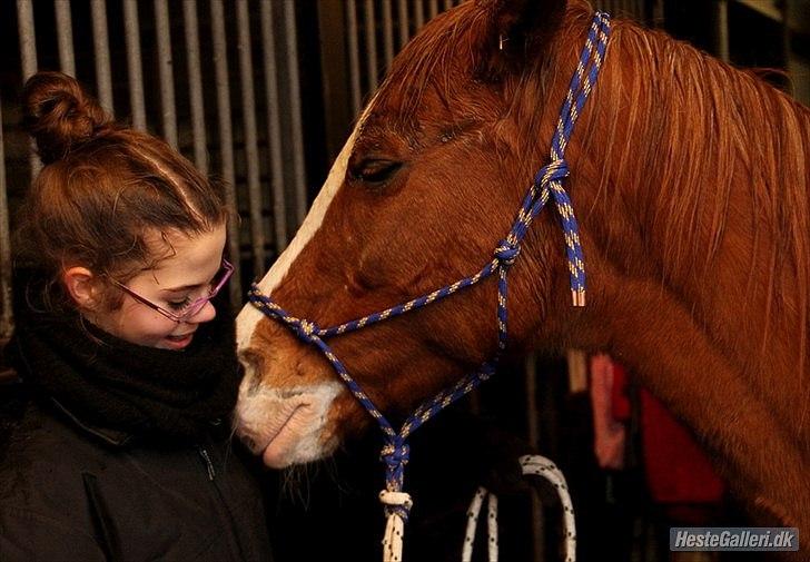 Arabisk fuldblod (OX) Maglebjergs My Girl Laura - Pony, jeg elsker dig?♥ billede 4