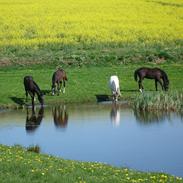 Oldenborg Lando Tisted