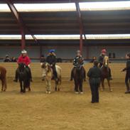 Islænder Disa Fra Fruehøj