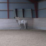 Fjordhest Absalon Lukas