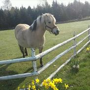 Fjordhest Fredrikke(hjælpe passer)