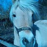 Fjordhest Fredrikke(hjælpe passer)