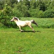 Fjordhest Fredrikke(hjælpe passer)