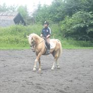 Palomino Golden Boy