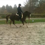 Anden særlig race Ainoa van uniken