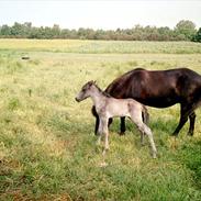 Islænder Röskva fra Udstruplund
