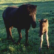 Islænder Röskva fra Udstruplund