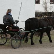 Islænder Röskva fra Udstruplund