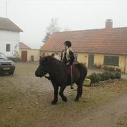 Islænder Röskva fra Udstruplund