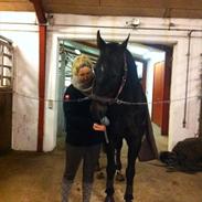 Dansk Varmblod Gammelkorups Tornado