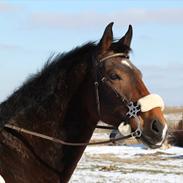 Anden særlig race Bruce