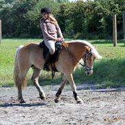 Tyroler Haflinger Harald