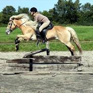 Tyroler Haflinger Harald