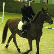 Hollandsk Sportspony La rouge