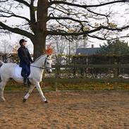 Anden særlig race Cæsar