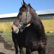 Dansk Varmblod Katz Delight