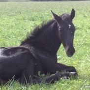 Dansk Varmblod Argumento