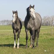 Dansk Varmblod Temberlake S