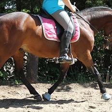 Standardbred great idea