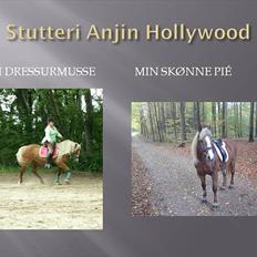 Tyroler Haflinger Stutteri Anjin Hollywood(nu min mors hest)