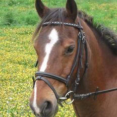 Anden særlig race Felipe<3 (solgt)