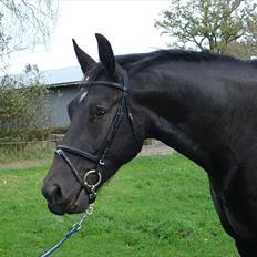 Oldenborg Lando Tisted