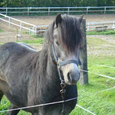 Welsh Mountain (sec A) Midnights Michelangelo *Mickey* lll