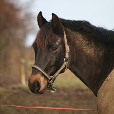 New Forest Nørregaardens Atos