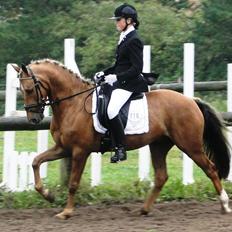 Anden særlig race Golden Star B-PONY