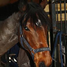 Irsk Sportspony Laney's Max