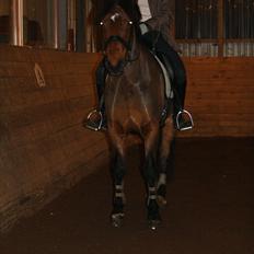 Irsk Sportspony Laney's Max