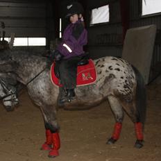 Knabstrupper Søholmgaards Sweet Sue