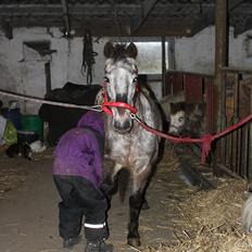 Knabstrupper Søholmgaards Sweet Sue