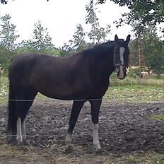 Anden særlig race Salido