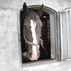 Anden særlig race Salido